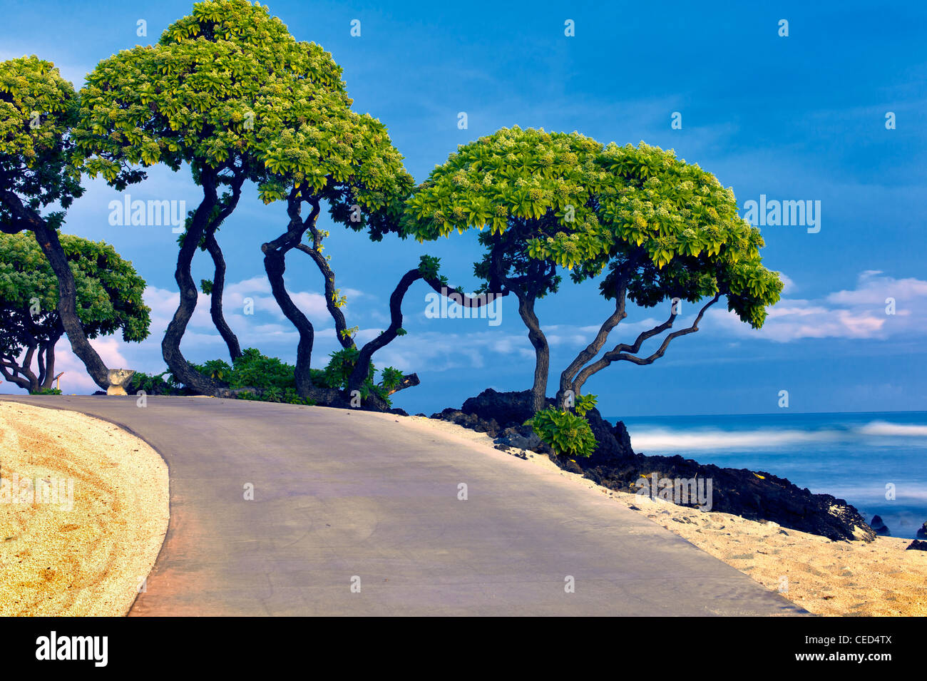 Weg, Heliotrop Bäume und Ozean. Hawaii, Big Island. Stockfoto