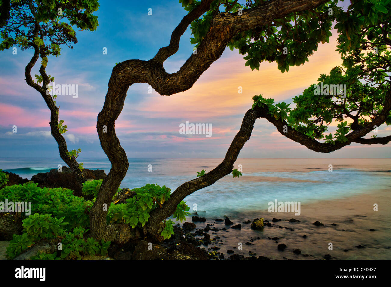 Sonnenaufgang und Heliotrop Bäume. Hawaii, Big Island. Stockfoto