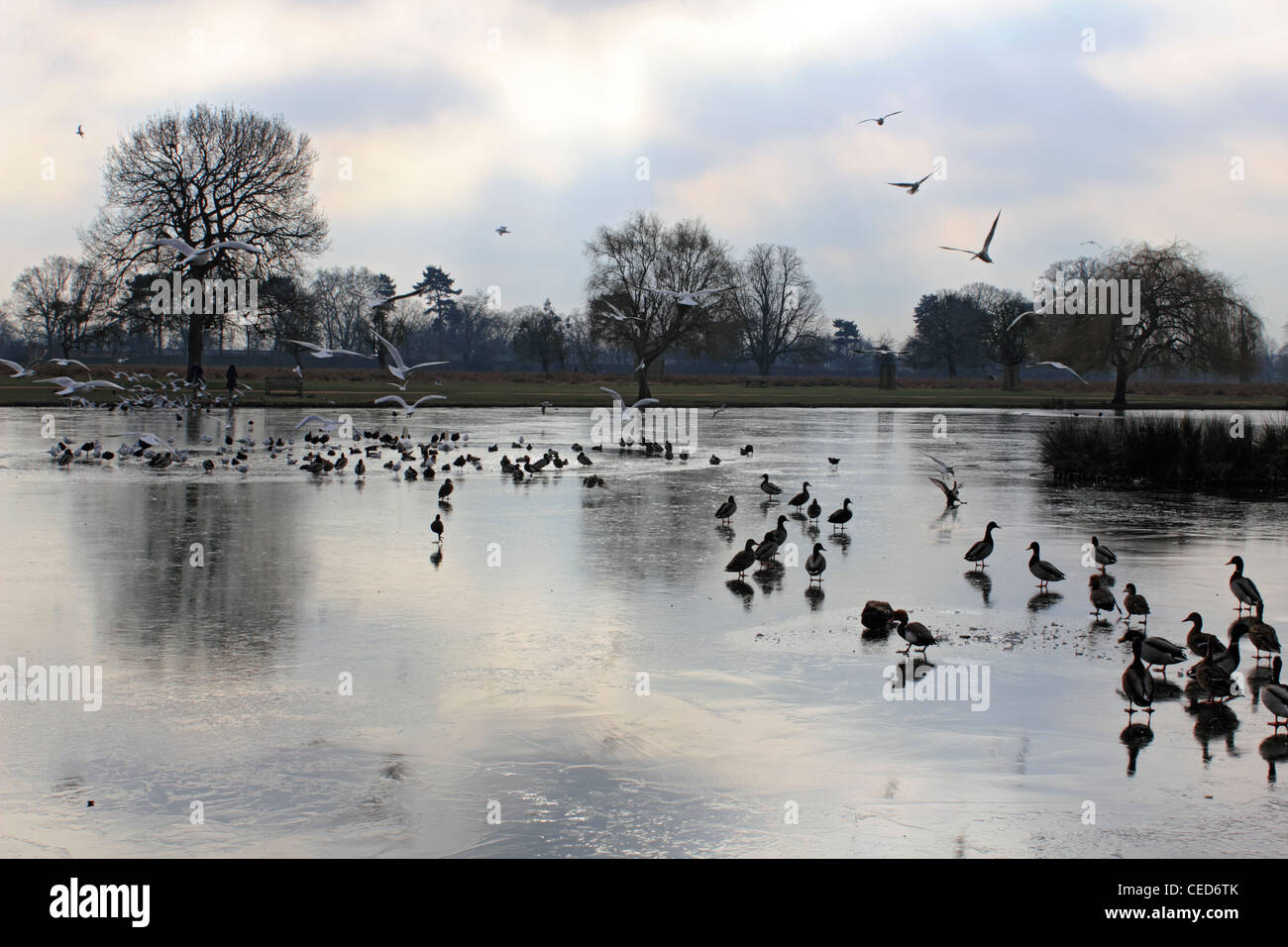 Der HeronTeich im Winter eingefroren. Bushy Park Hampton SW London