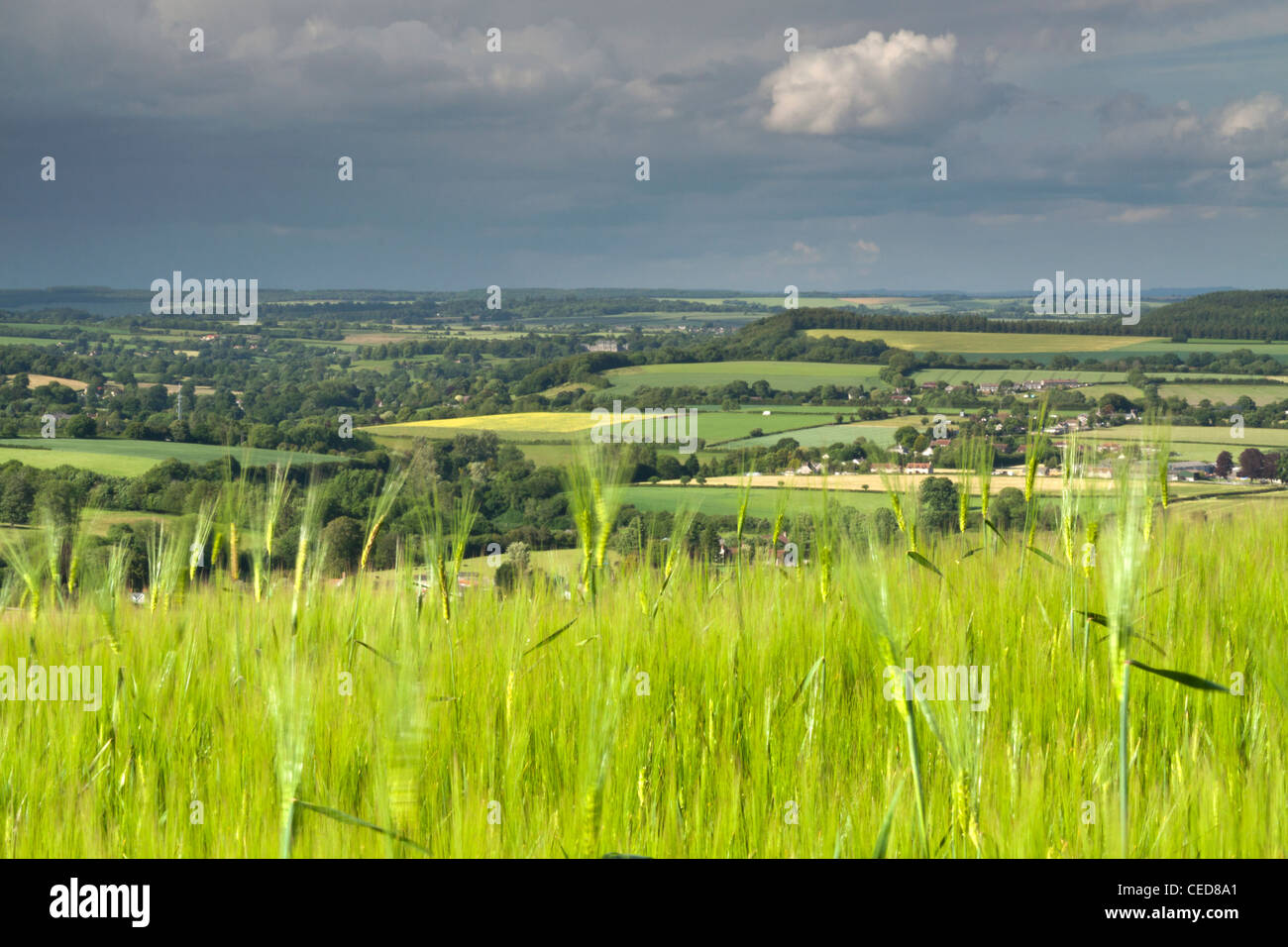 Eine Reife Bereich der Gerste auf Charlton in Wiltshire. Stockfoto