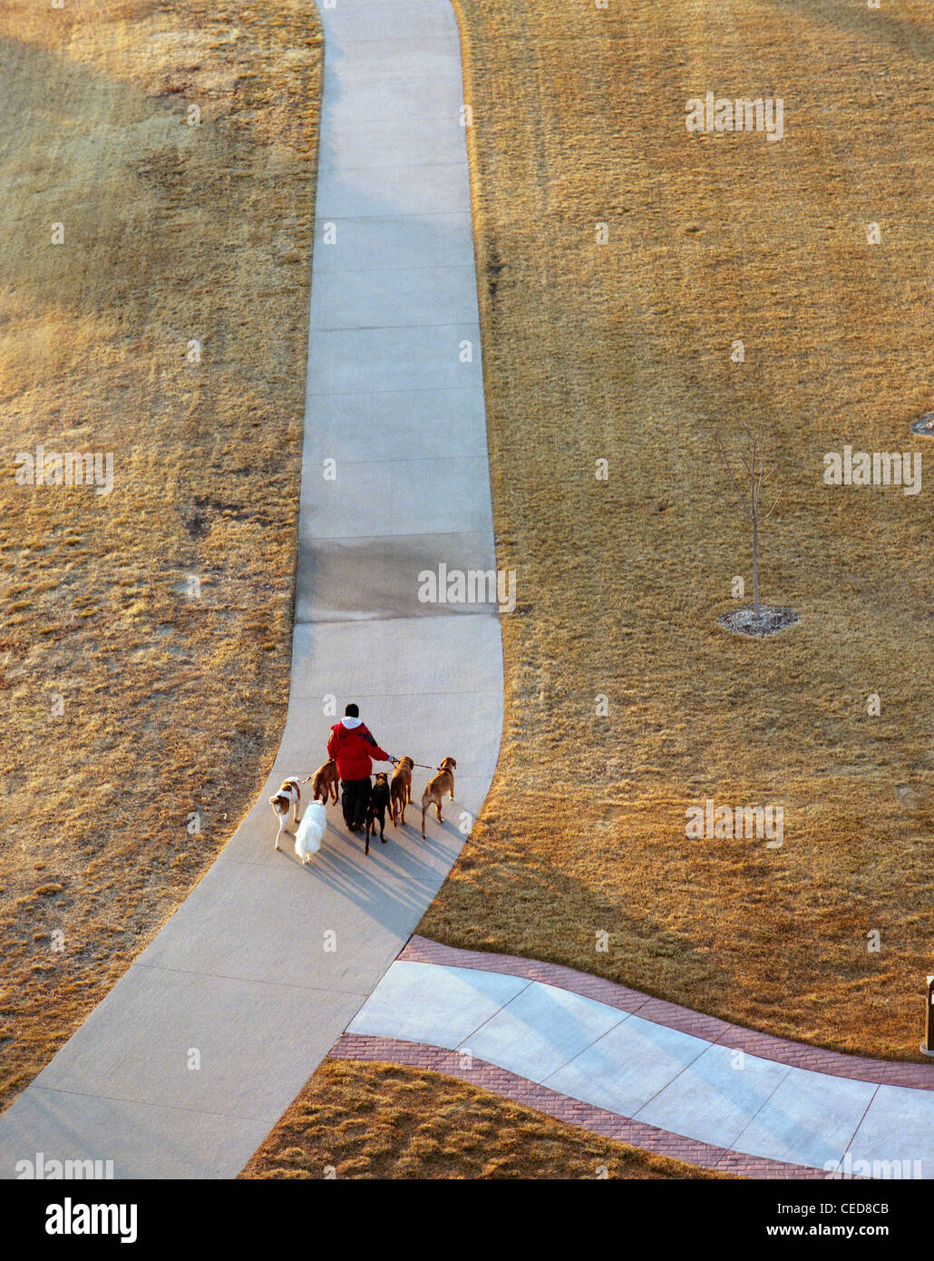 Eine Frau geht sechs Hunde in einem Park in Kearney, Nebraska, USA Stockfoto