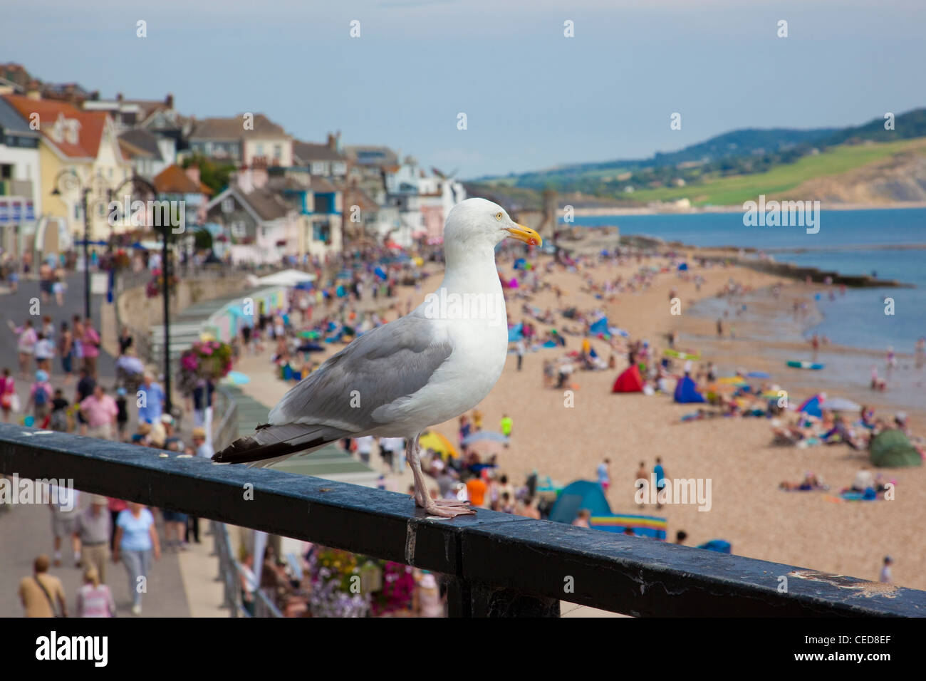 Die Cobb bei Lyme Regis, Dorset, England. Stockfoto