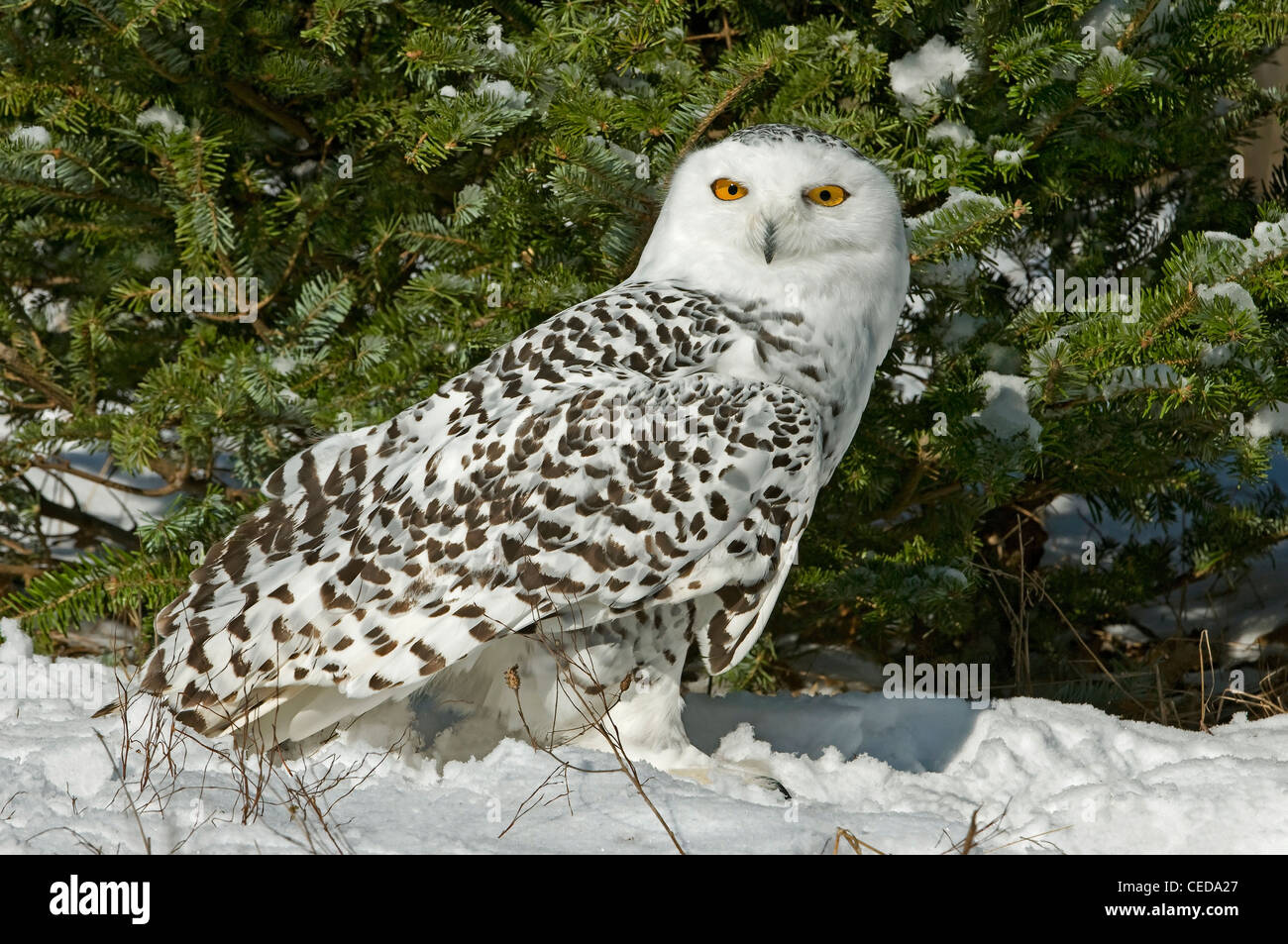 Große Schneeeule Nyctea Scandiacus weibliche Nordamerika Stockfoto