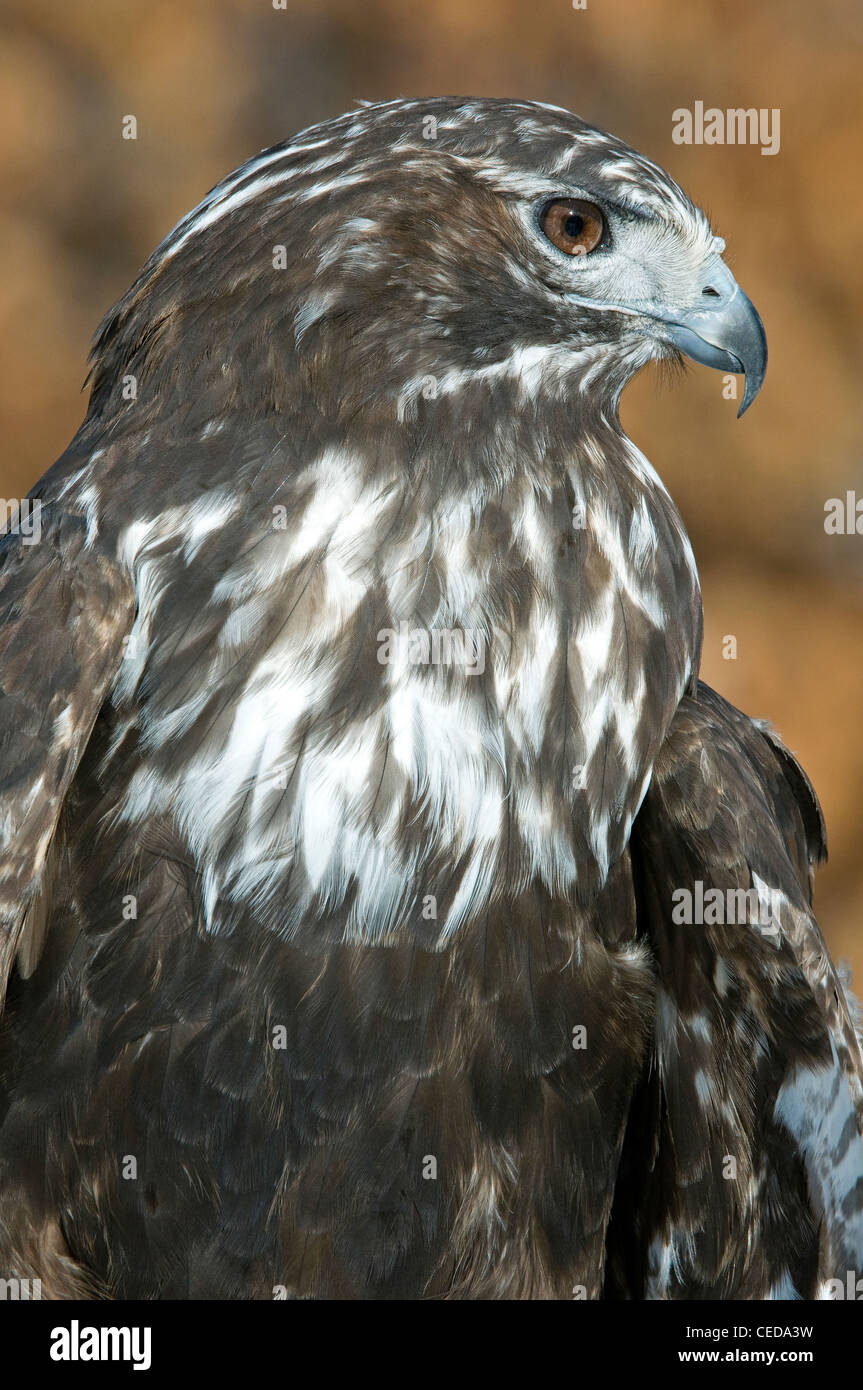 Harlans rot - angebundener Falke, Buteo Jamaicensis Harlani Nordamerika Stockfoto