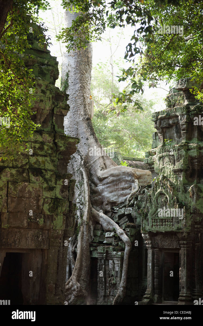 Ruinen in Ta Prohm Tempel Stockfoto