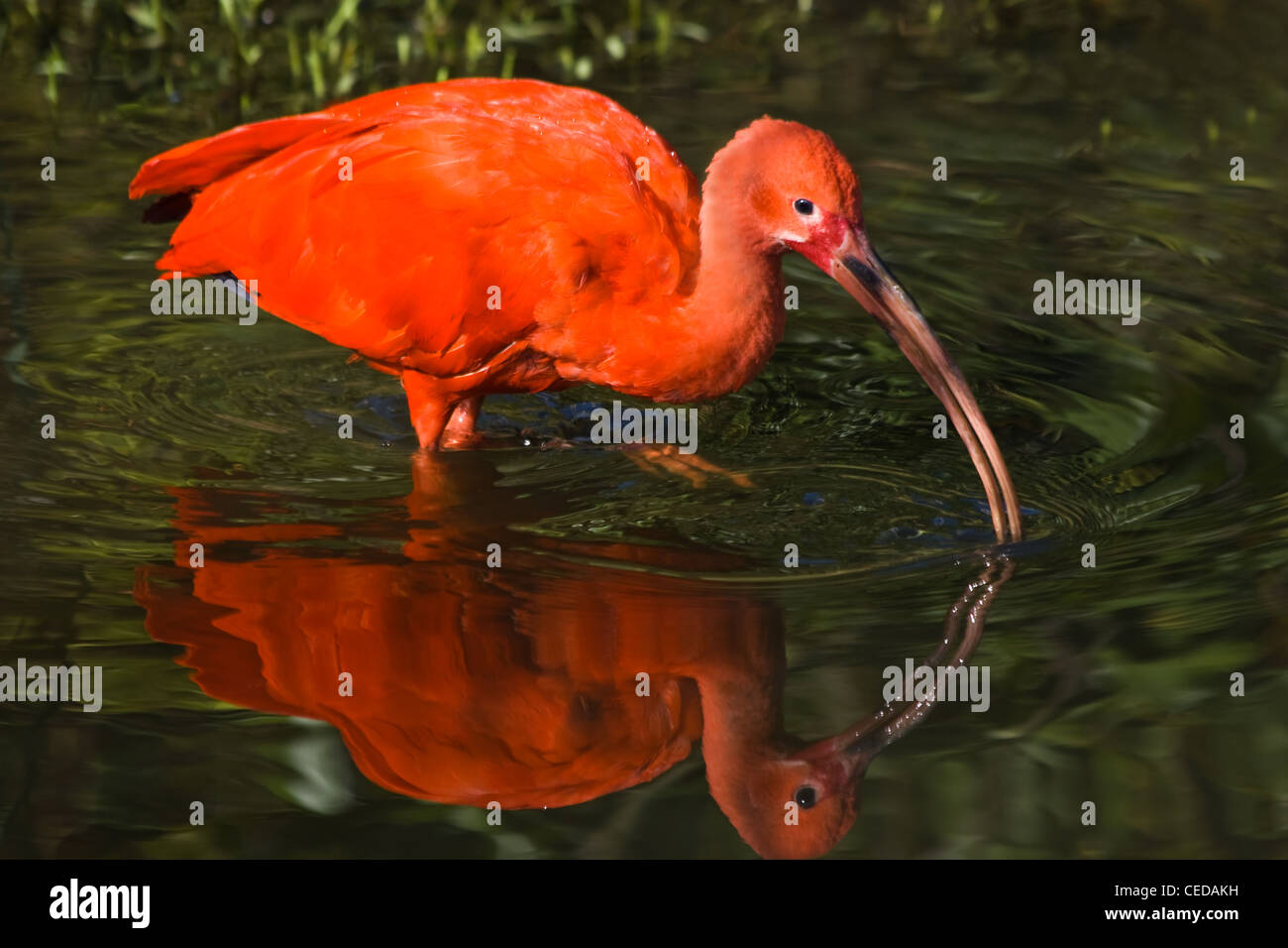 Scarlet Ibis oder Eudocimus Ruber mit Spiegelbild im Wasser auf der Suche nach Nahrung Stockfoto