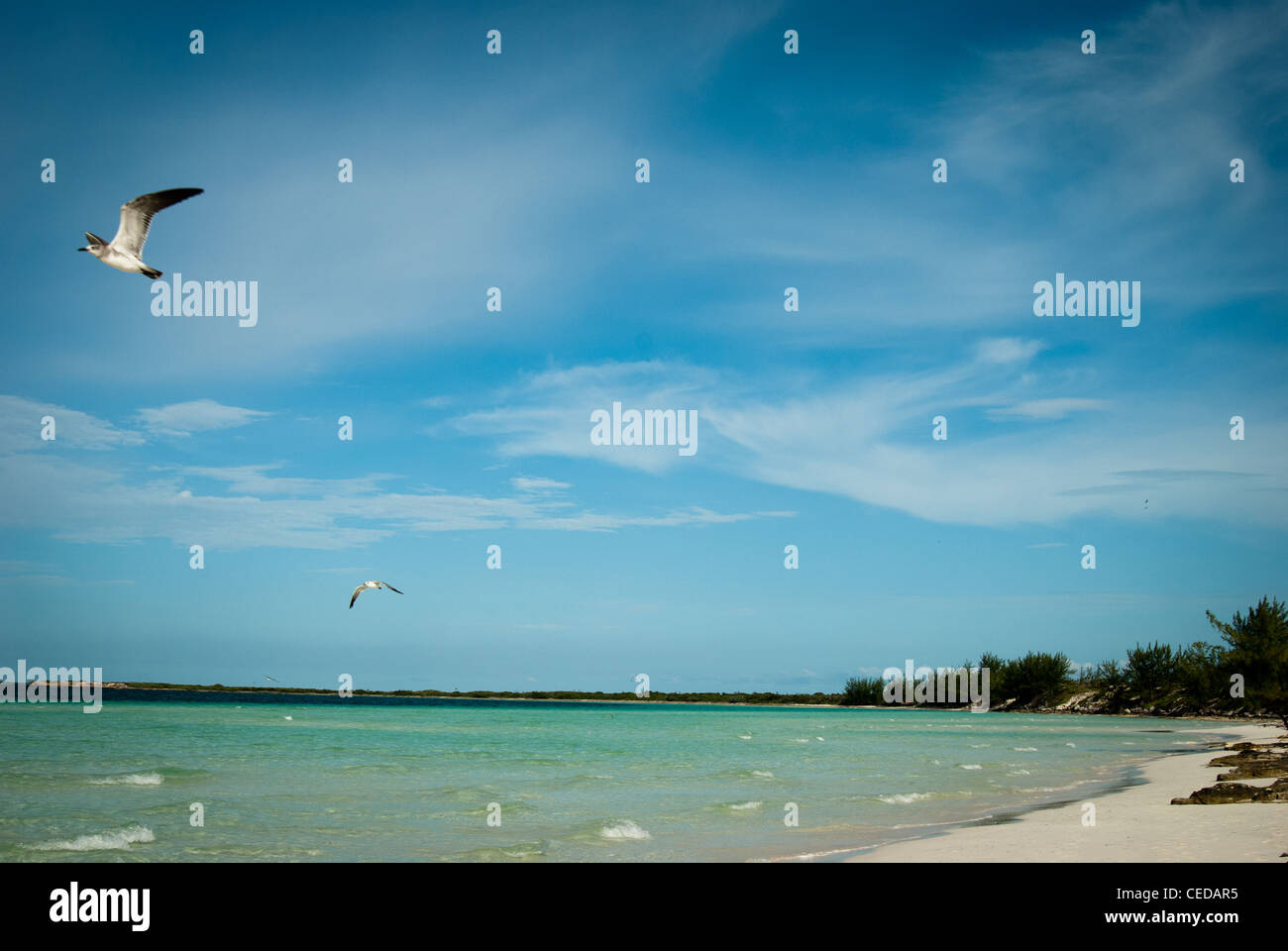 Möwen fliegen über Playa Pilar Cayo Guillermo Stockfoto