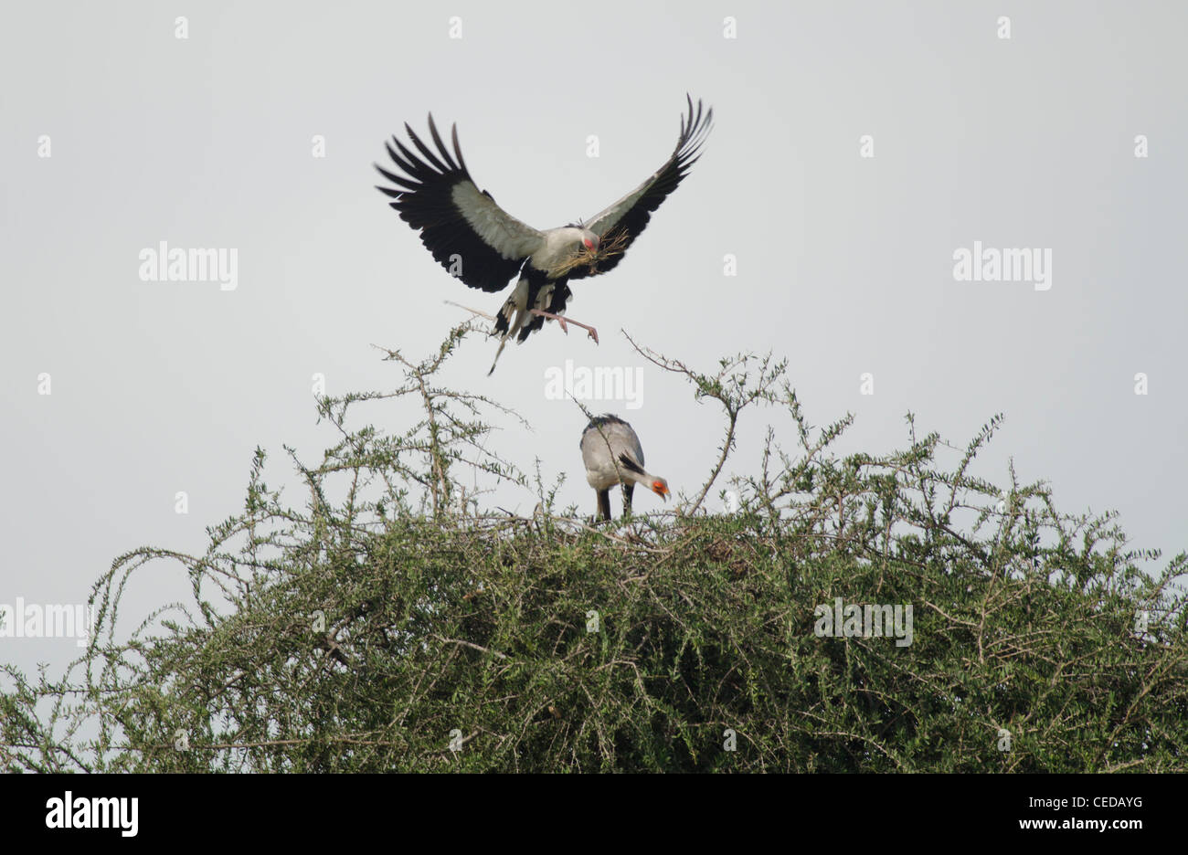 Sekretär Bird(Sagittarius serpentarius) bringen nisten Materialien, genommen in der Masai Mara, Kenia. Stockfoto