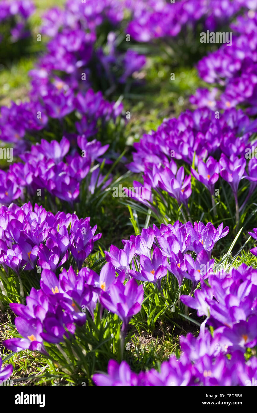 Bereich der lila Frühling Krokus oder Crocus Vernus blühen in der Sonne im März Stockfoto
