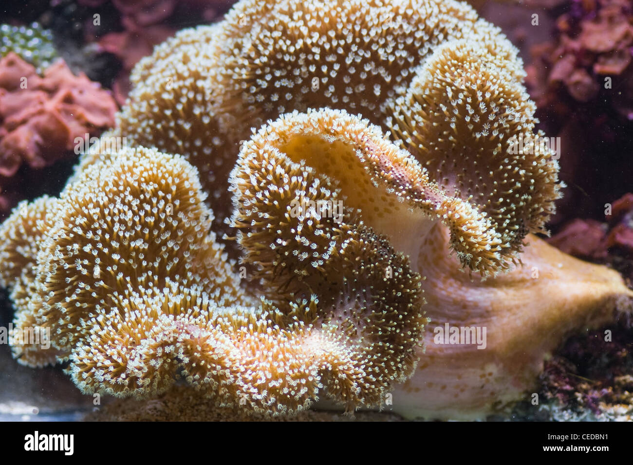 Seeanemone, räuberische Meer Tier sieht aus wie eine Blume Stockfoto