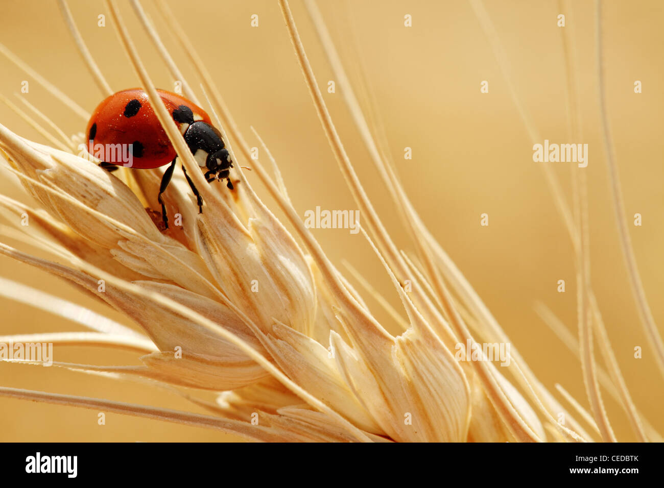 Einen Überblick über einen Marienkäfer zu Fuß auf einem Stiel Reife Weizen am frühen Morgen Stockfoto