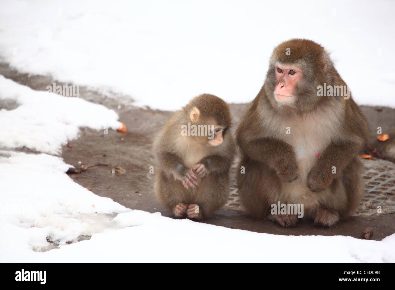 Zwei Affen im Zoo im winter Stockfoto