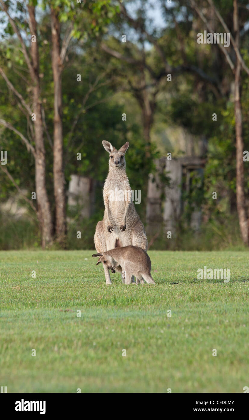 australische östliche graue Känguru auf dem Rasen mit joey Stockfoto