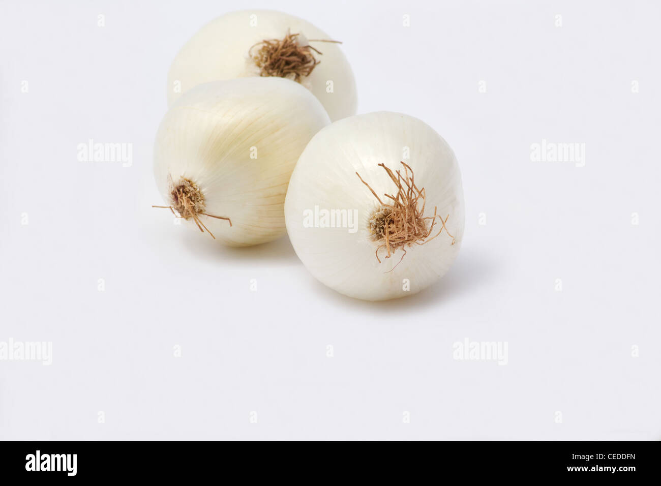 In der Nähe von weißen Zwiebeln auf weißem Hintergrund Stockfoto