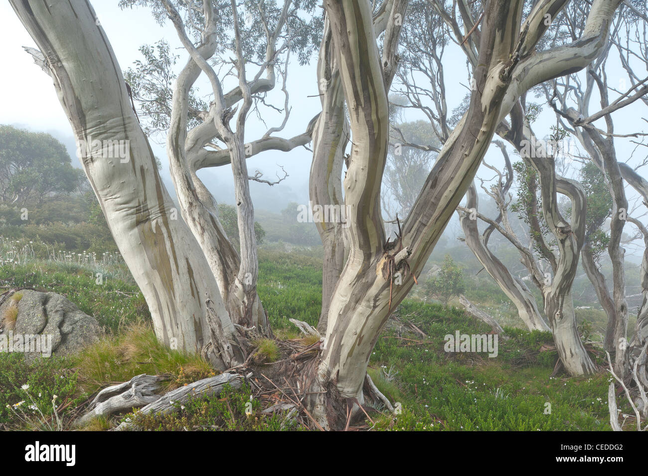 Schnee-Gummis, Kosciuszko National Park, New-South.Wales, Australien Stockfoto