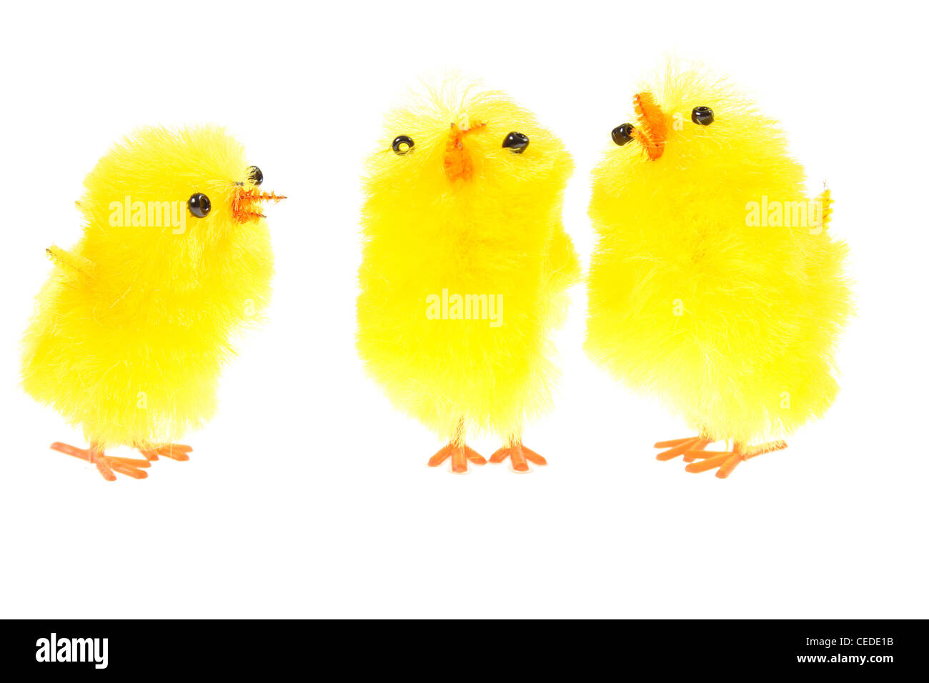 gelbe Chicklings, Foto auf dem weißen Hintergrund Stockfoto