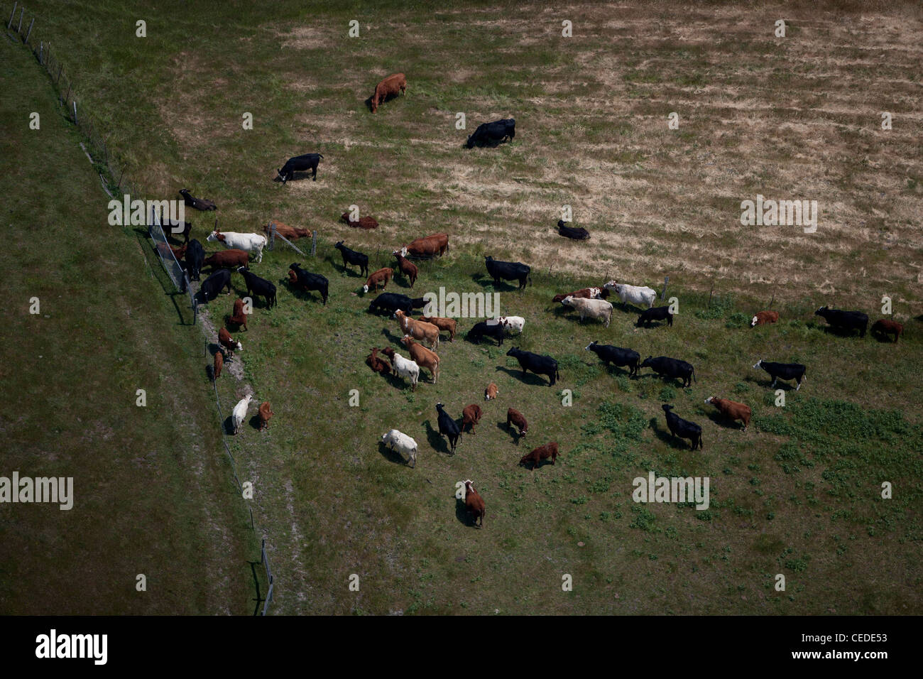 Luftaufnahme weidenden Rinder Sonoma County, Kalifornien Stockfoto