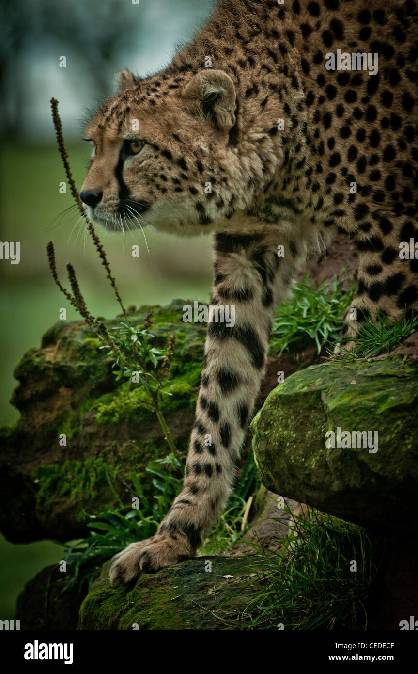 Gepard stalking auf Felsen Stockfoto