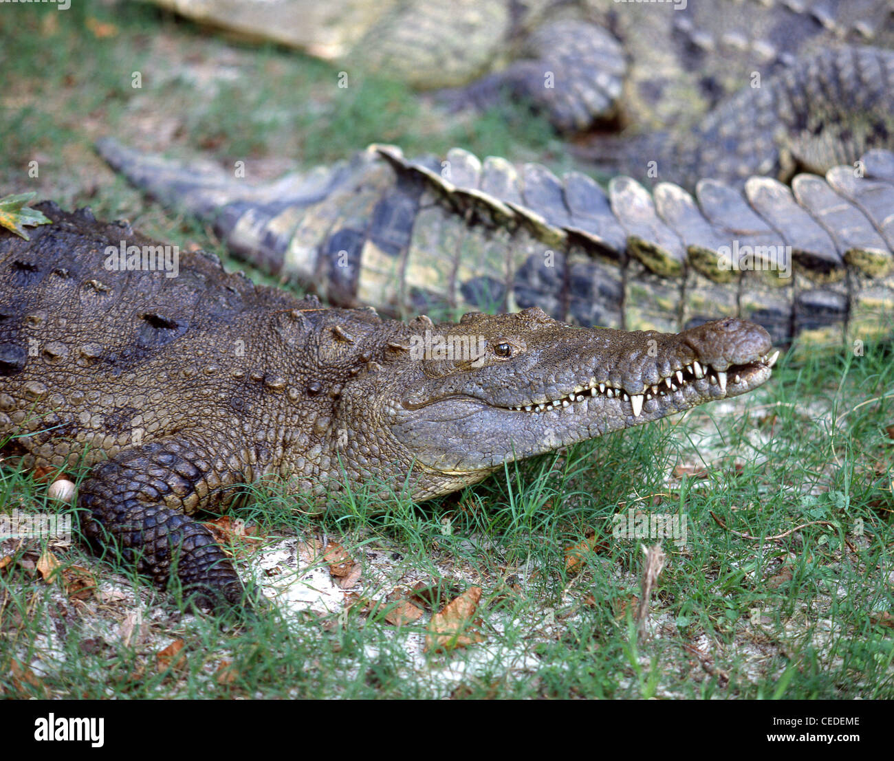 Alligatoren ruhen, Everglades National Park, Florida, Vereinigte Staaten von Amerika Stockfoto