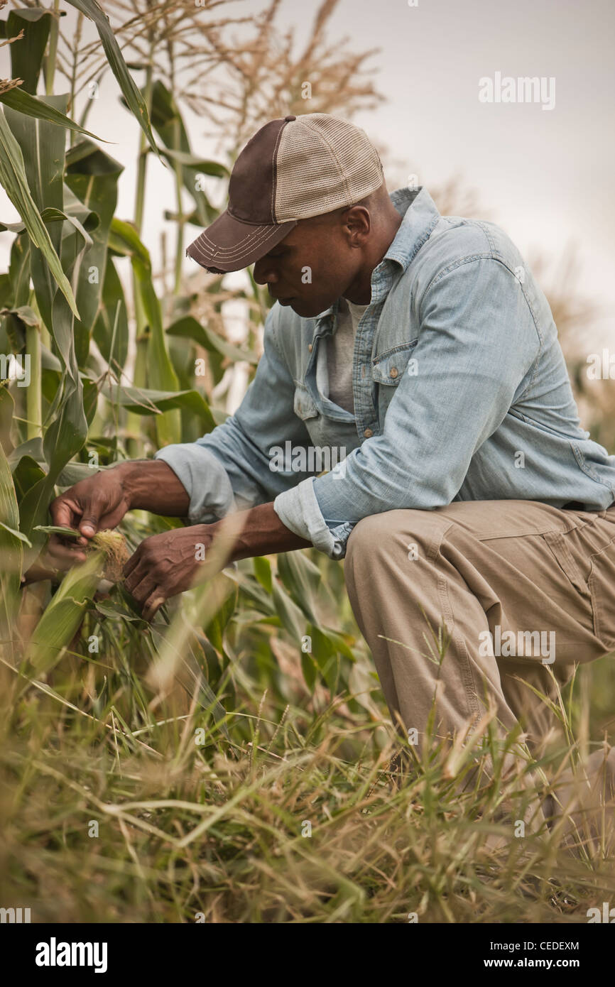 African American Farmer Pflege Pflanzen Stockfoto