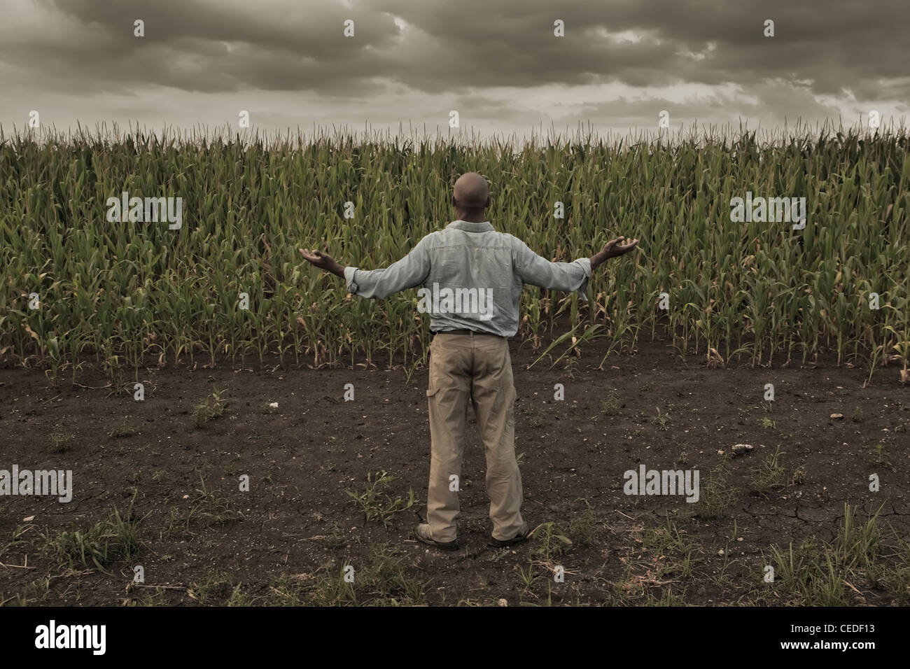 African American Farmer stehen im Feld mit ausgestreckten Armen Stockfoto