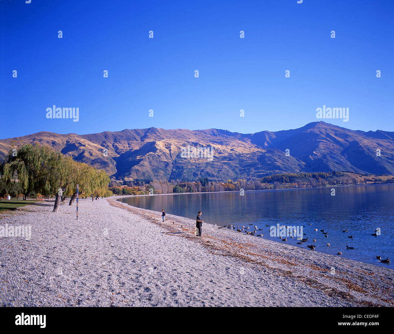 Wanaka region Fotos und Bildmaterial in hoher Auflösung Alamy