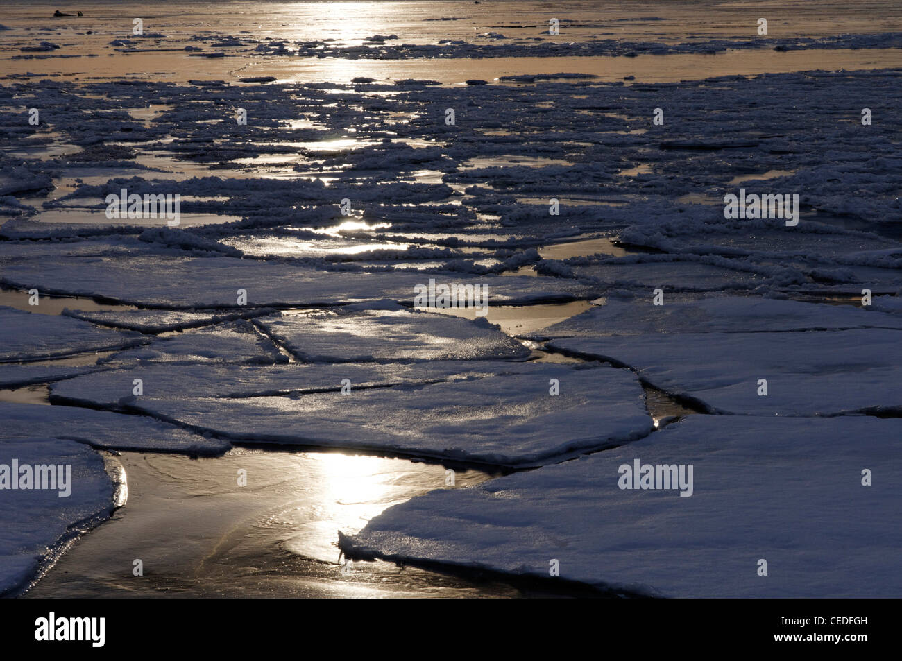 Packeis schwimmend im Meer vor der Küste Gaspesie, Quebec, Kanada Stockfoto