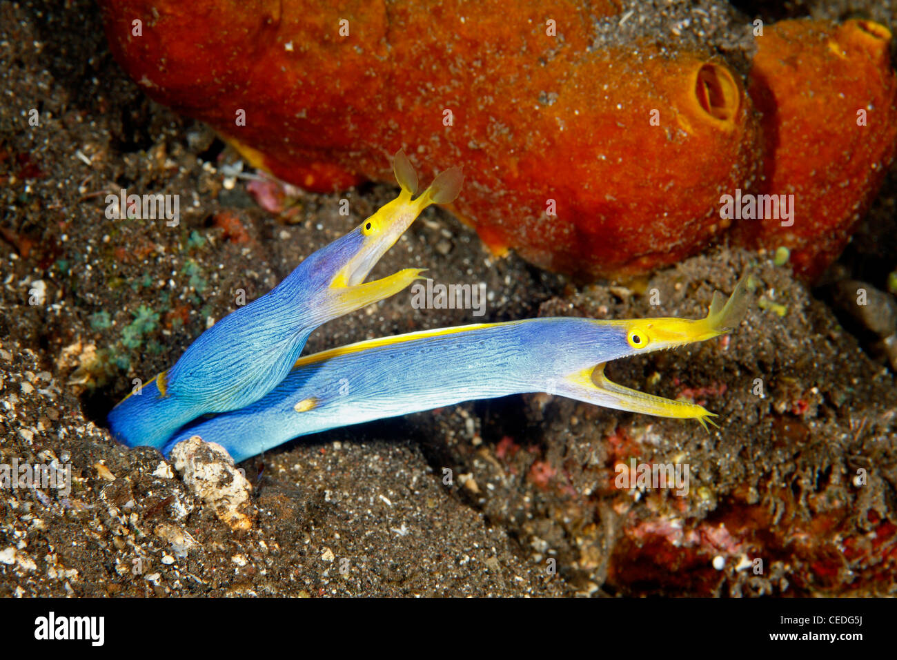 Zwei Blue Ribbon Eels, Rhinomuraena Quaesita, teilen die gleichen Burrow. Tulamben, Bali, Indonesien. Bali Meer, Indischer Ozean Stockfoto
