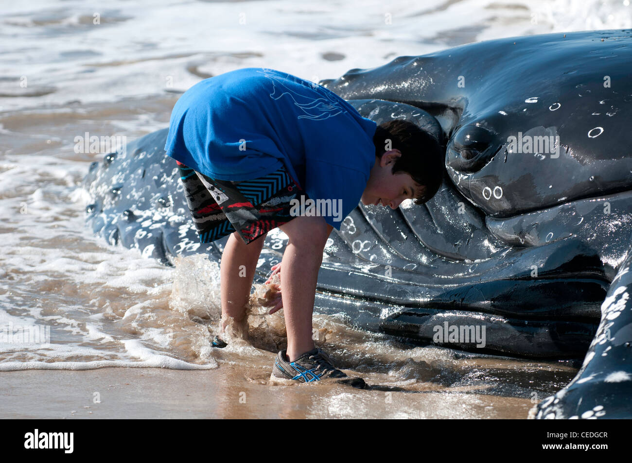 Rescue Team arbeitet unermüdlich, um zu versuchen, einen Strände Buckelwale auf NSW South Coast Beach in Australien speichern Stockfoto