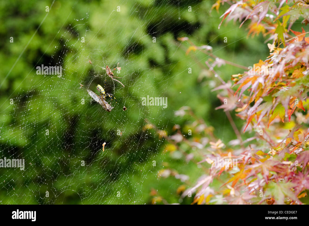 Weibchen von einem goldenen Seide orb - Weber, nephila clavata auf dem net Essen einer Zikade Stockfoto