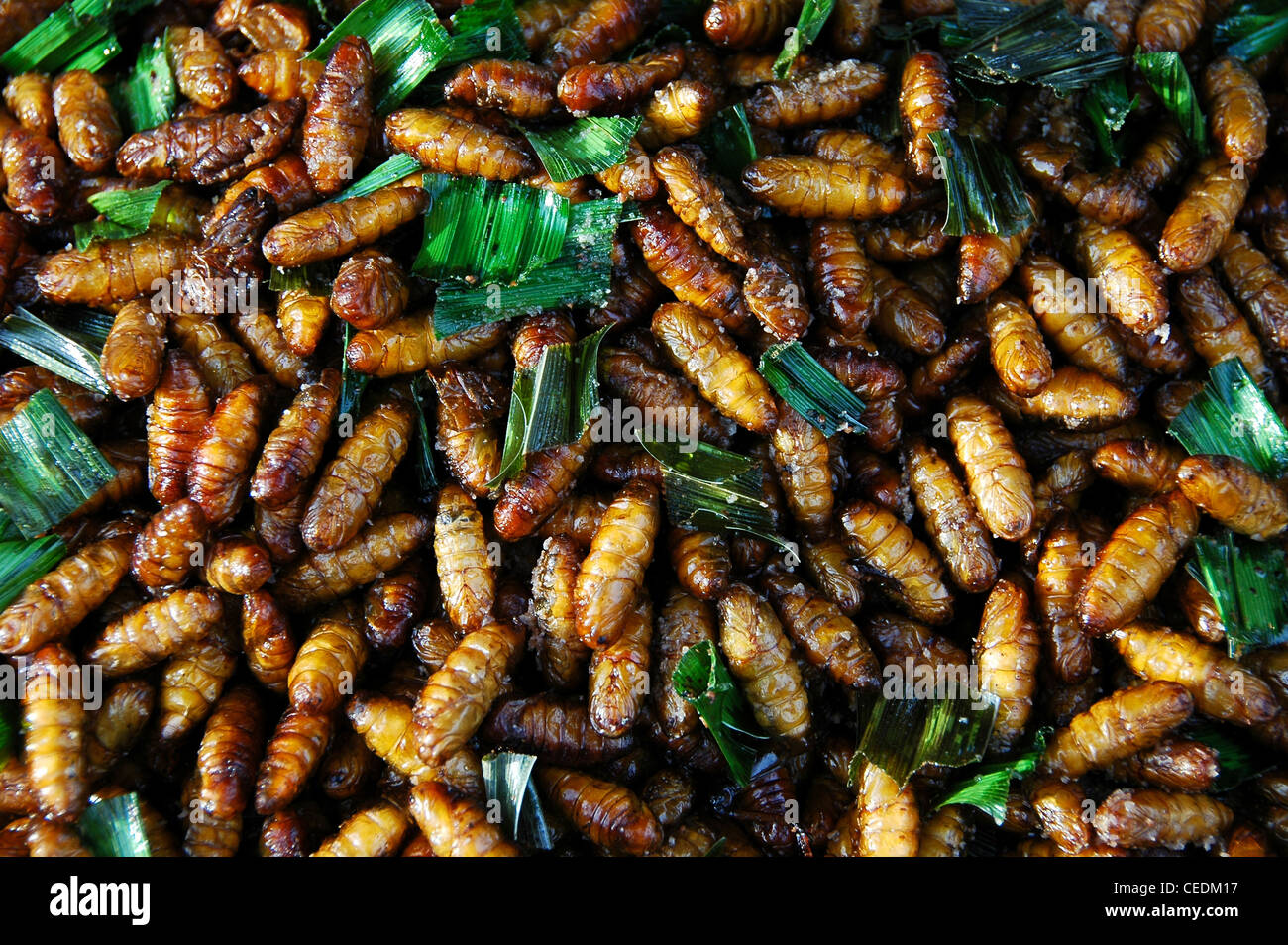 Straße Essensstände Verkauf gebratene Insekten, Bangkok, Thailand. Stockfoto