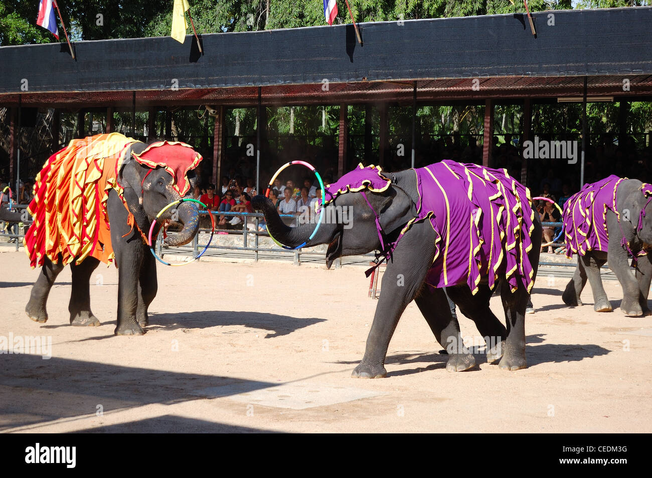 Die berühmten Elefanten-Show im Nong Nooch tropical Garden, Pattaya, Thailand Stockfoto