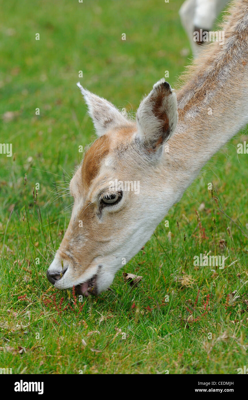 Damhirsch (Dama Dama) Nahaufnahme des Kopfes, Fütterung auf Grünland, Kent UK Stockfoto