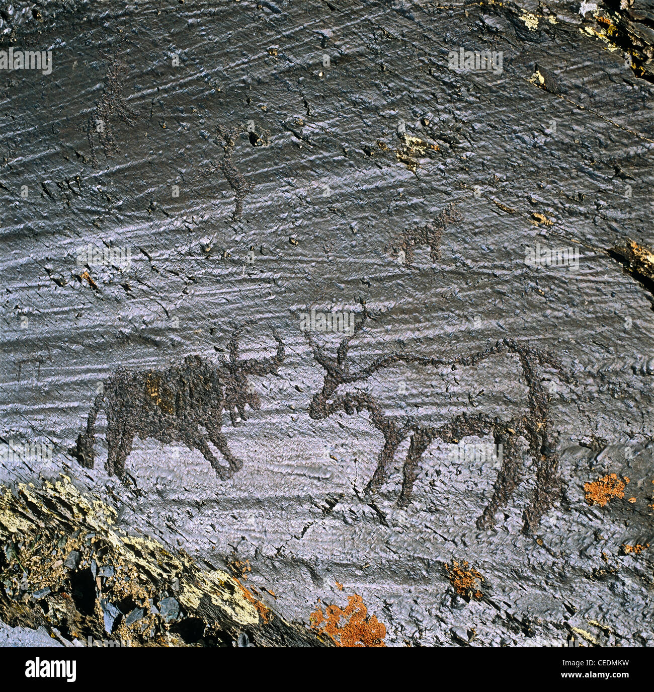 Black And White Bullen kämpfen. Petroglyphen. Altai Tavan Bogd Nationalpark. Mongolei Stockfoto