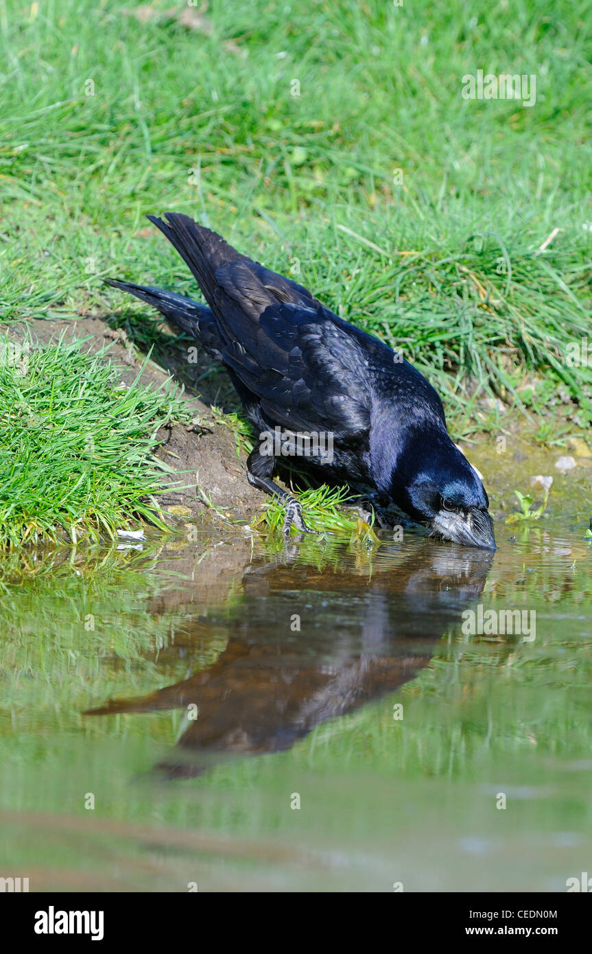 Turm (Corvus Frugilegus) trinken, Oxfordshire, Vereinigtes Königreich. Stockfoto