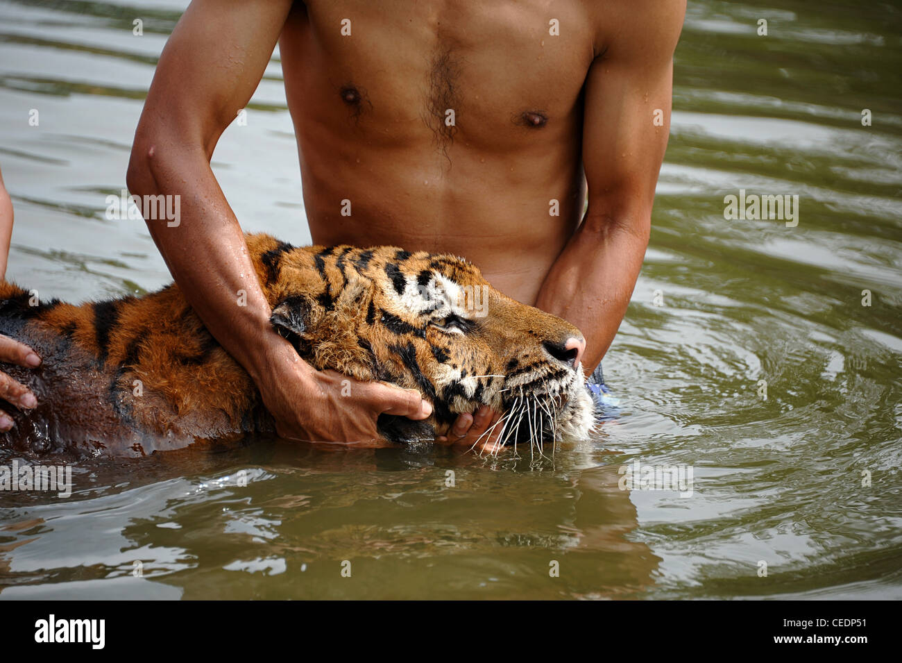 Thai Tiger MEOW hatte eine MRT-Untersuchung zu entscheiden, ob Wirbelsäulenchirurgie seine körperliche Probleme mit Bewegung helfen könnte. Stockfoto