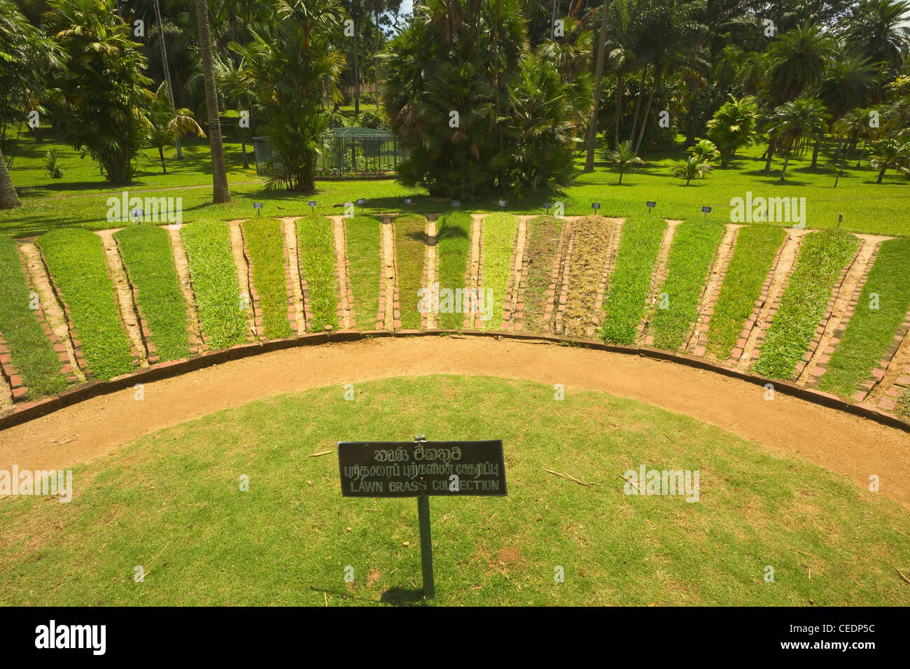 Rasen-Grasaufnahme in den 60 Hektar großen & größten des Landes Royal Botanic Gardens, Peradeniya, in der Nähe von Kandy, Sri Lanka, Asien Stockfoto