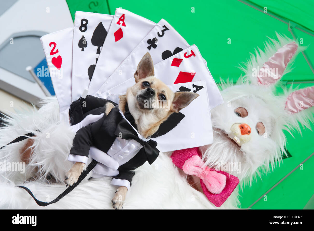 Eigentümer und Chihuahua Hund verkleidet beim Hund Kostüm-Wettbewerb Stockfoto
