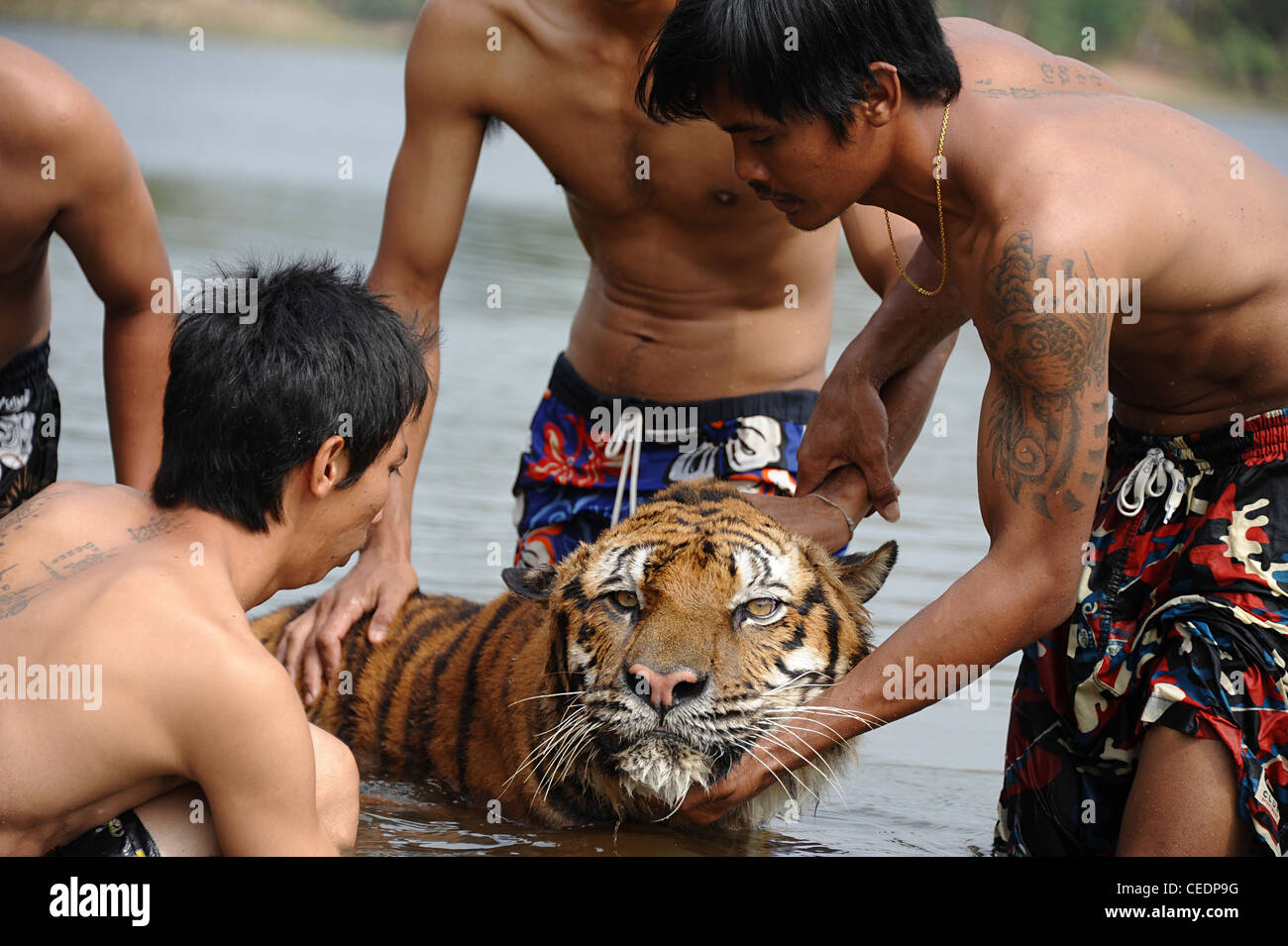 Thai Tiger MEOW hatte eine MRT-Untersuchung zu entscheiden, ob Wirbelsäulenchirurgie seine körperliche Probleme mit Bewegung helfen könnte. Stockfoto