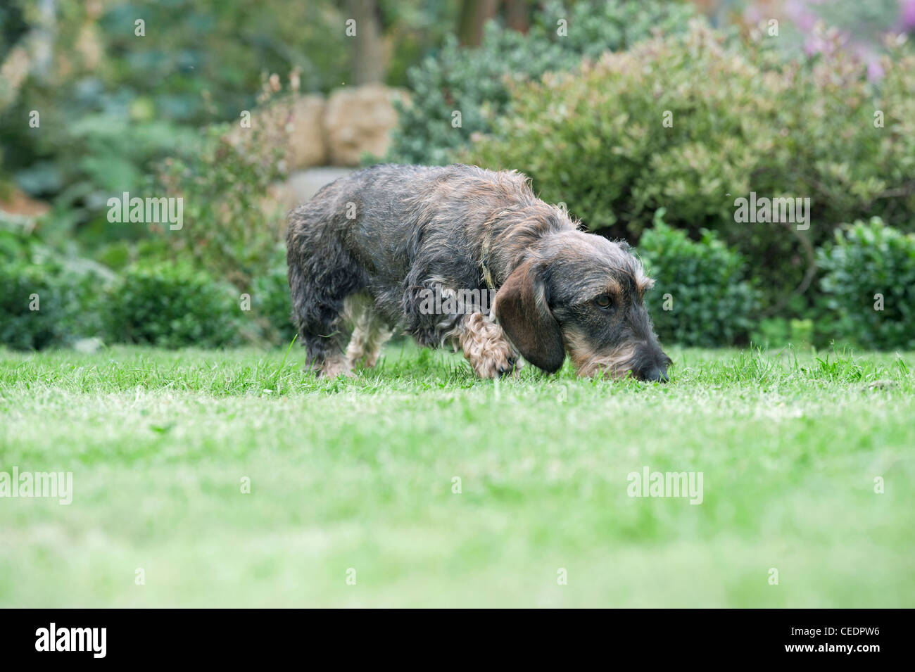 Ein kleiner Hund in einem Garten Stockfoto