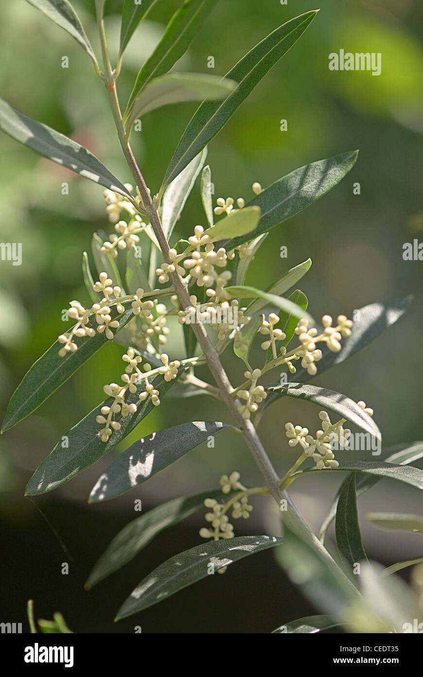 Olea Europaea (Olivenbaum), Blte Stockfotografie - Alamy