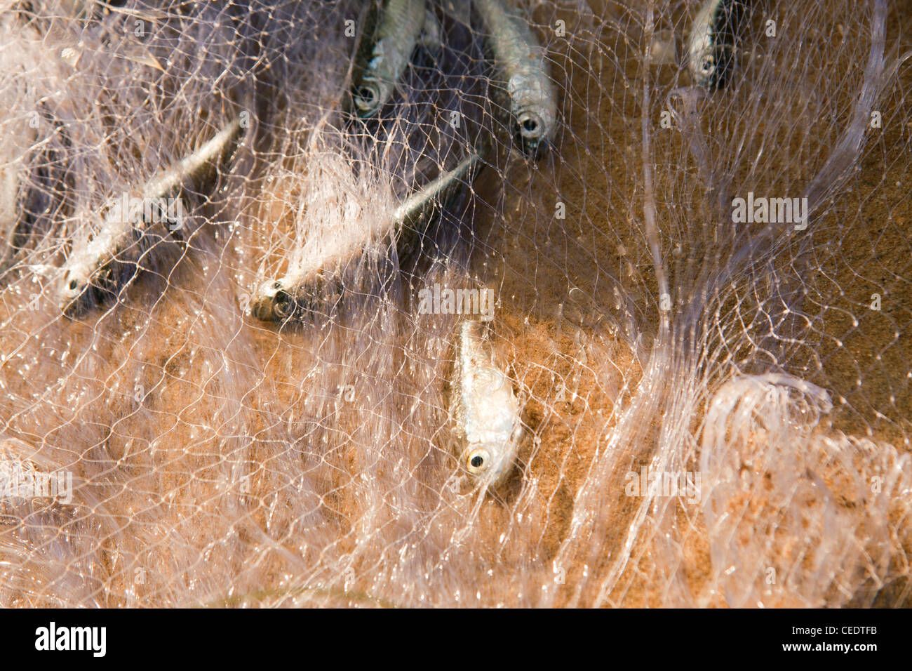 Thailand, Phuket, Bang Tao Beach, kleine Fische in Fischernetz gefangen Stockfoto