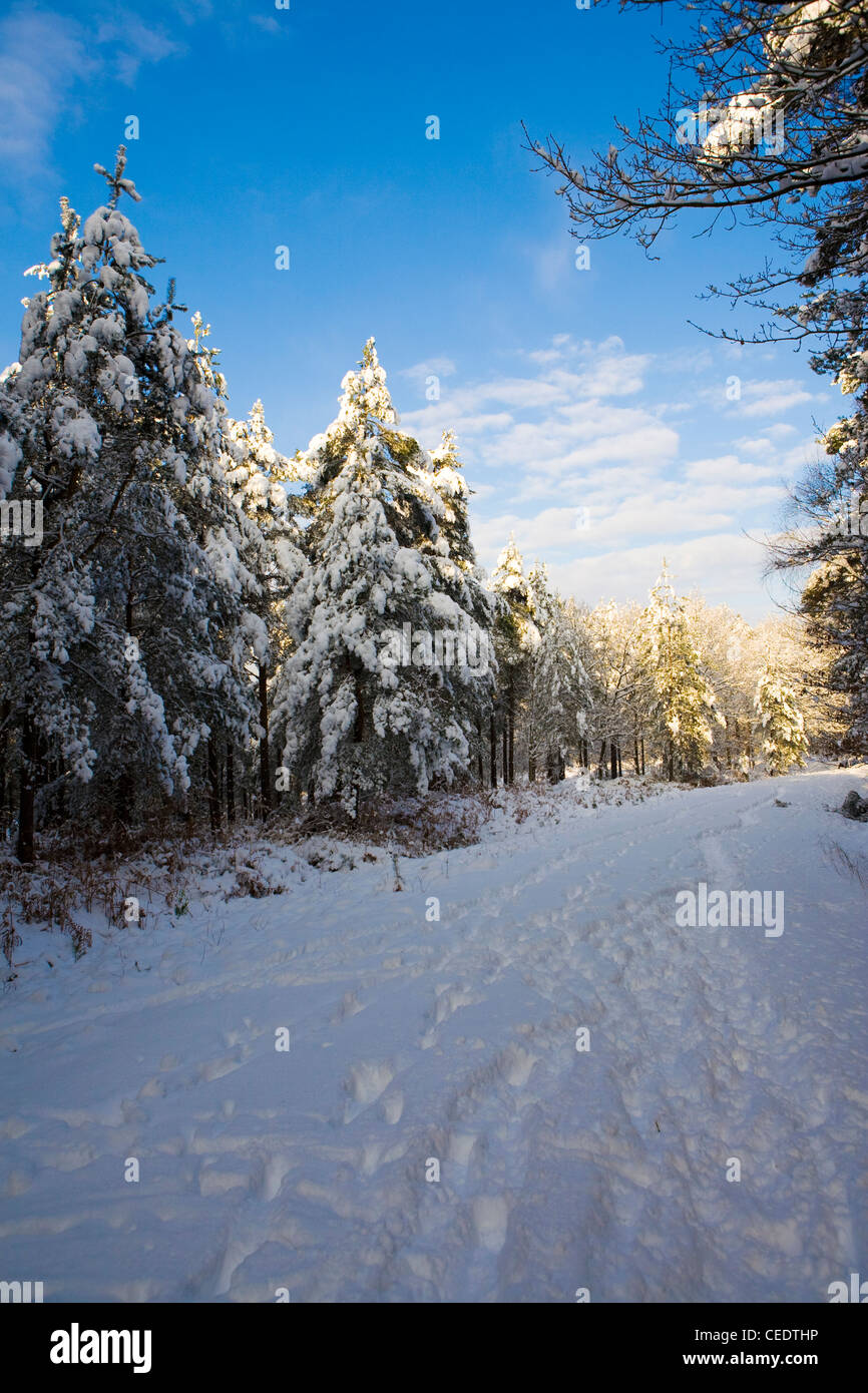 Schneebedeckte Felder und Wälder der Holmbury Hügel östlich Guildford, Surrey Hills. UK Stockfoto