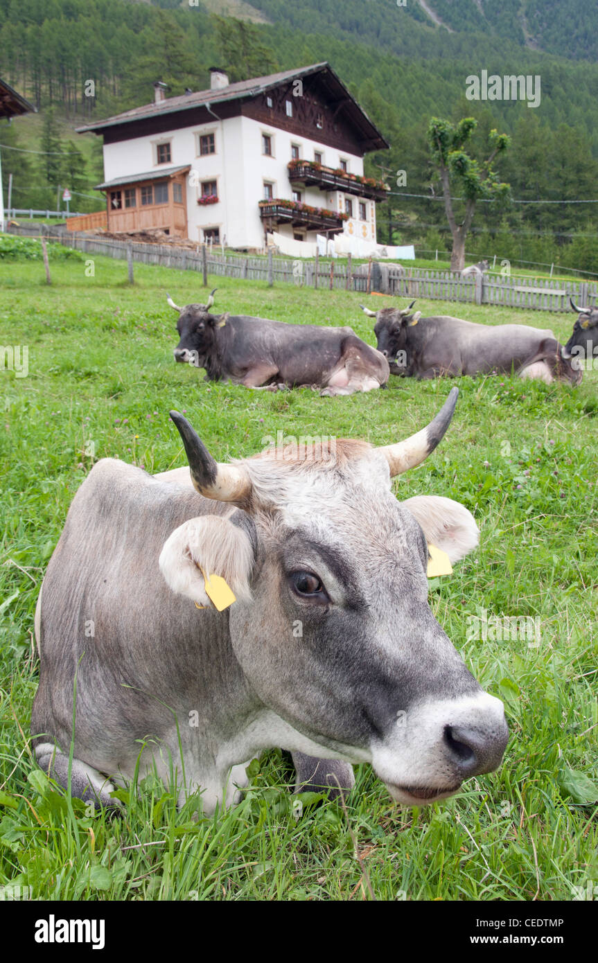 Italien, Trentino-Alto Adige, Val Senales, Vernago (Vernagt), Kühe in ländlicher Umgebung Stockfoto