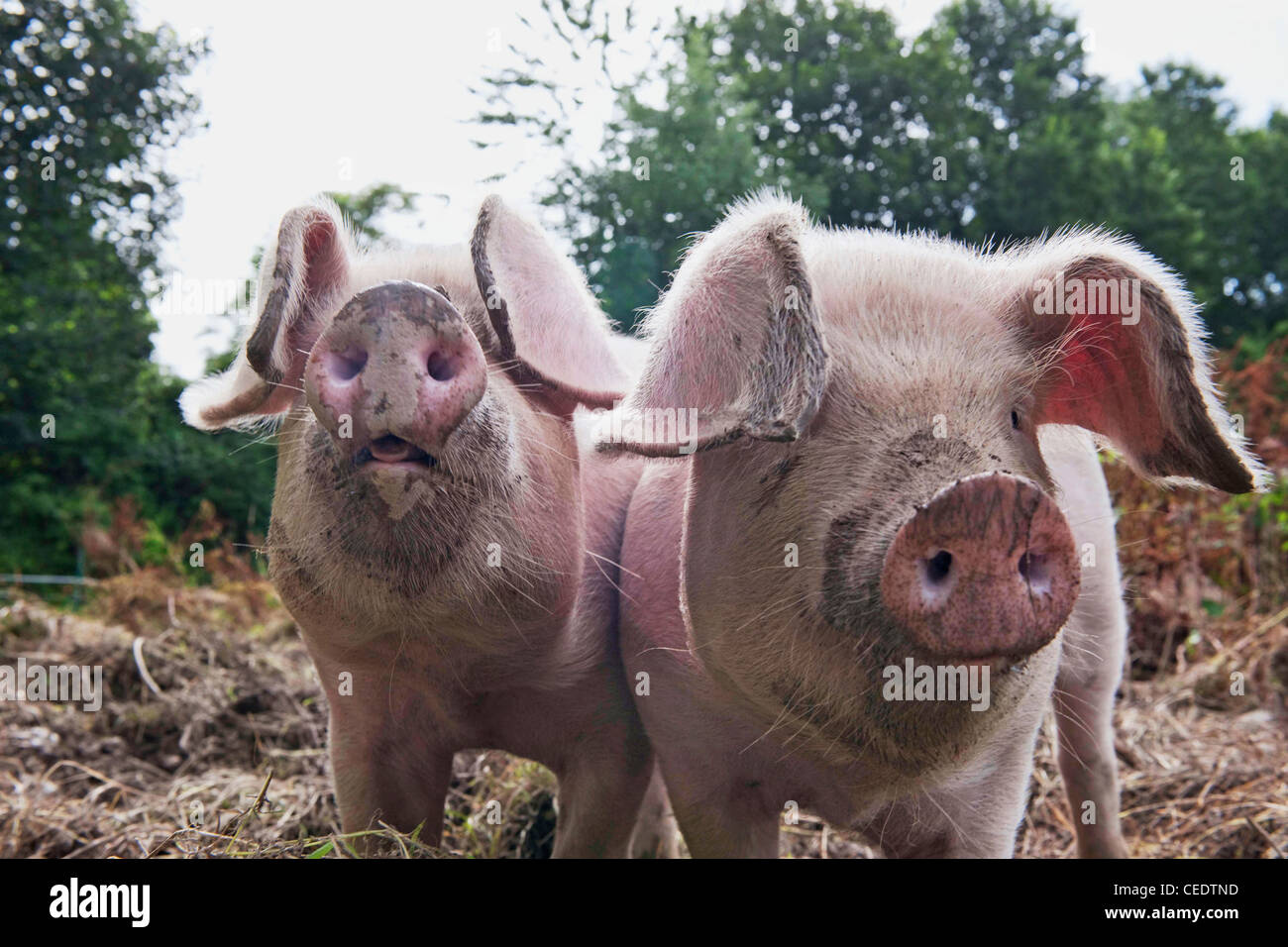 Zwei Schweine, Blick in die Kamera Stockfoto