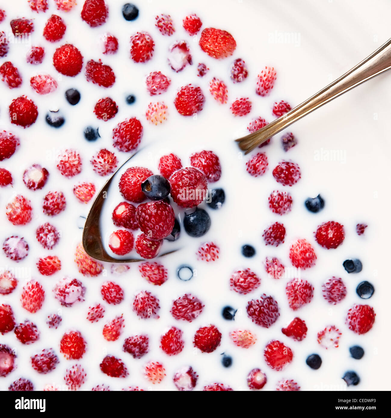 Nahaufnahme von wilden Erdbeeren und Heidelbeeren in silbernen Löffel in Milch schweben Stockfoto