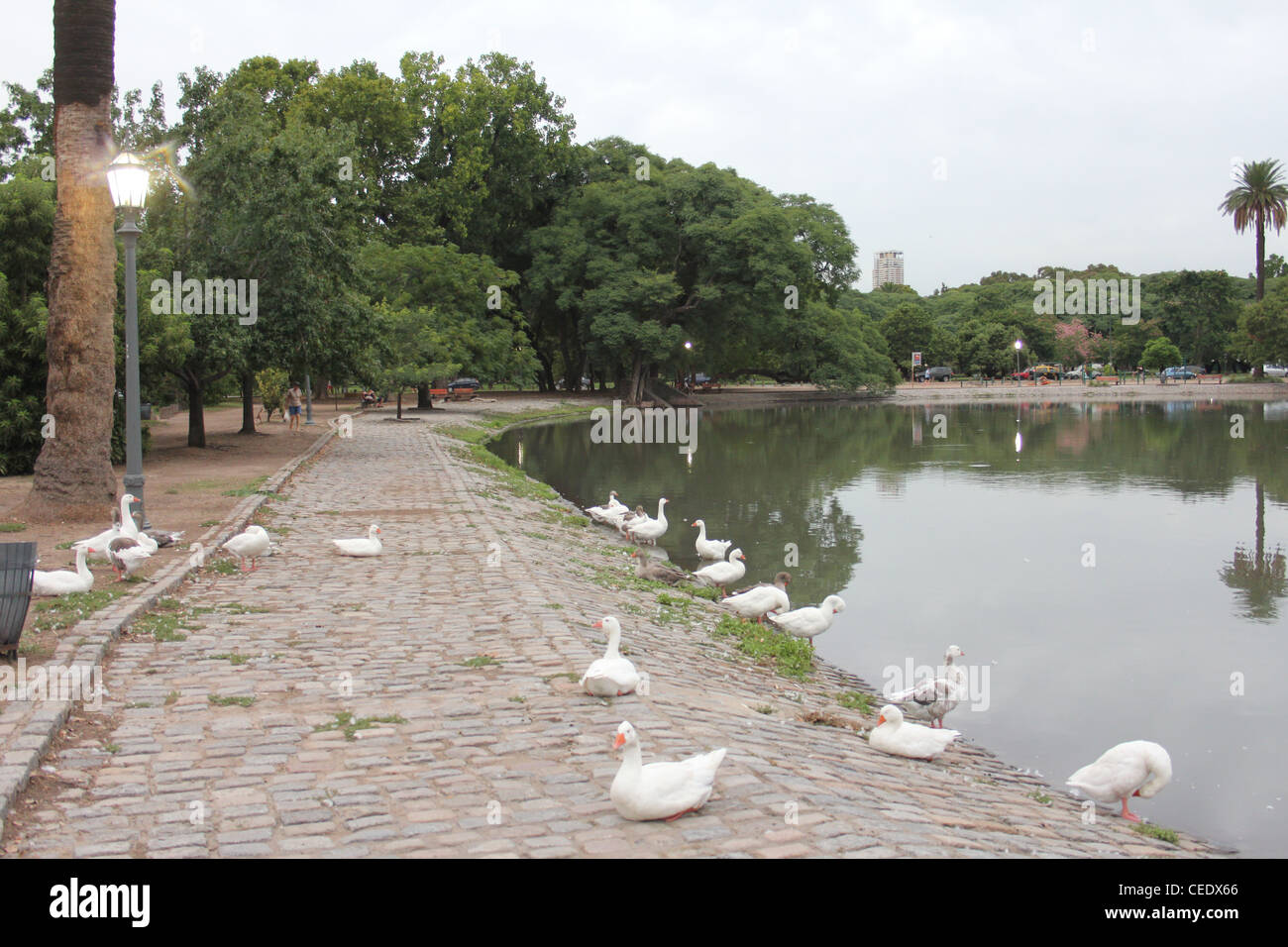 Gänse im Palermo Buenos Aires Argentina in der Abenddämmerung Stockfoto