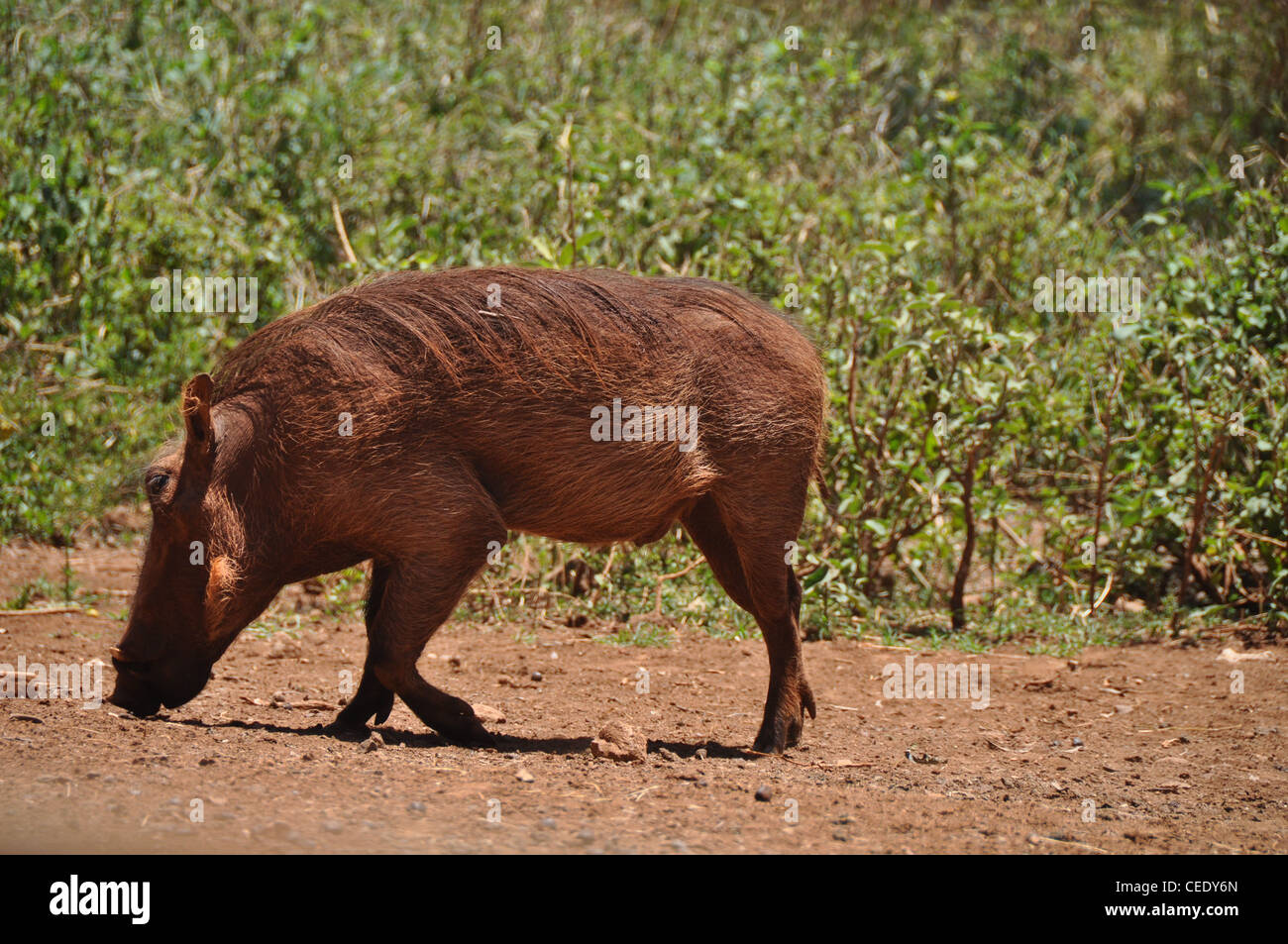Warzenschwein Stockfoto