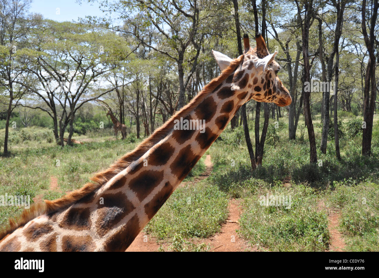 Giraffe. Die Giraffe-Heiligtum. Nairobi. Kenia Stockfoto