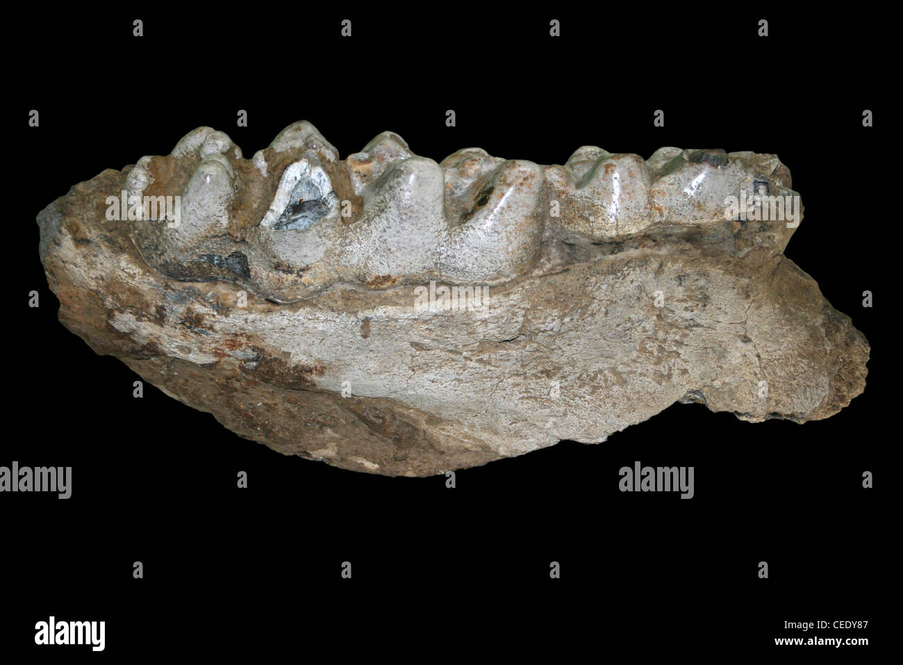 Fragment des Unterkiefers von der ausgestorbenen-Wort Cuvieronius Hyodon Relative des modernen Tages Elefanten Stockfoto